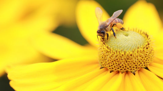 Bee Pearls: Nature's Tiny Powerhouse for Health